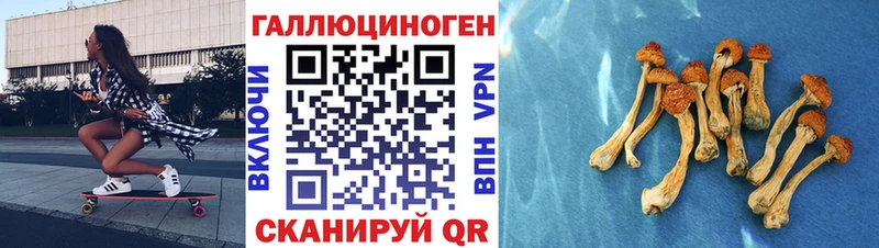 Псилоцибиновые грибы Cubensis Муравленко